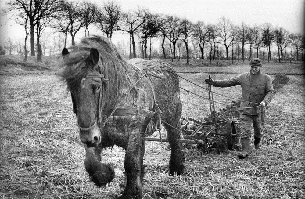Belgisch trekpaard in 1976. foto Piet den Blanken